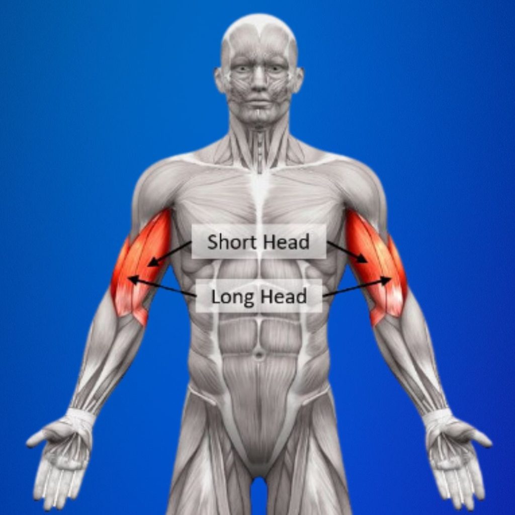 Shoulder And Bicep Workouts Learn How To Properly Do Them?